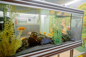 Пластинки при отсутствии зубов